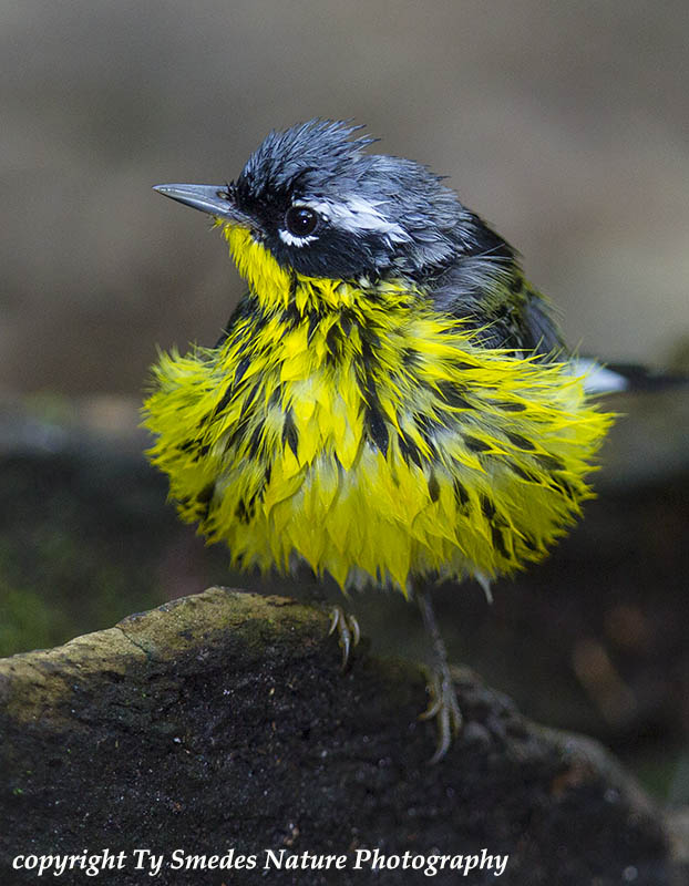 Wet Magnolia Warbler