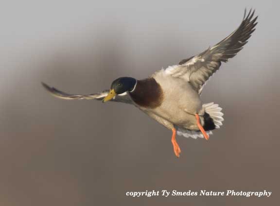 Mallard Drake Landing