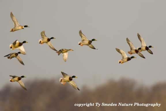 Mallard Courtship Flight, with Pintail/Mallard Drake Hibred at upper left