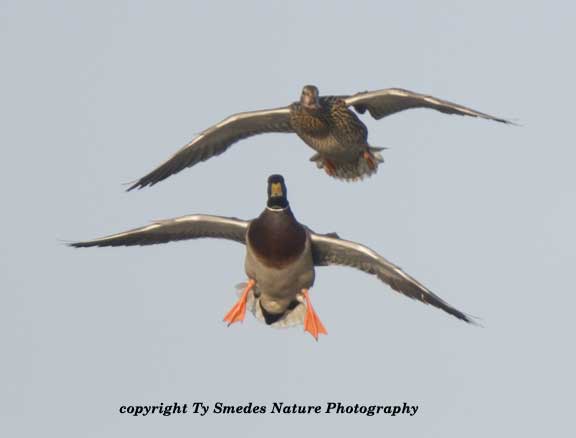 Mallard Pair Landing