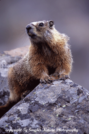 Marmot