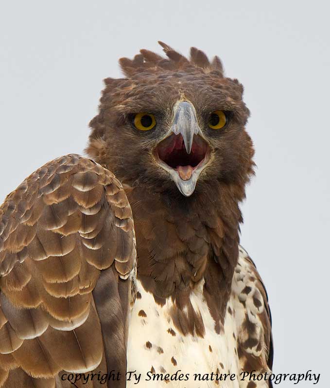 Martial Eagle - Botswana