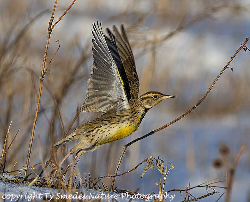 Meadow Lark Leaping Into The Air
