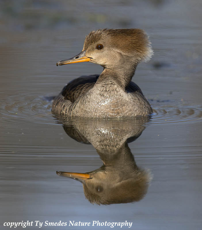 Hooded Merganser Hen Reflection