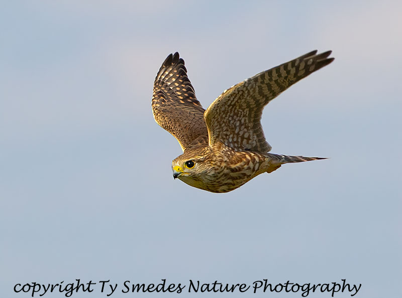 Merlin (Prairie subspecies) Falcon
