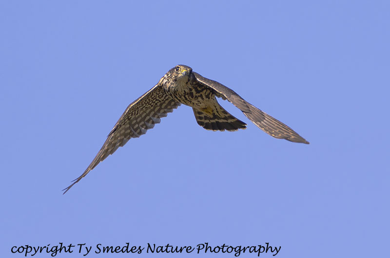 Merlin (Tiaga subspecies) 