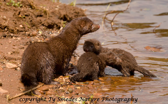 Mink Family