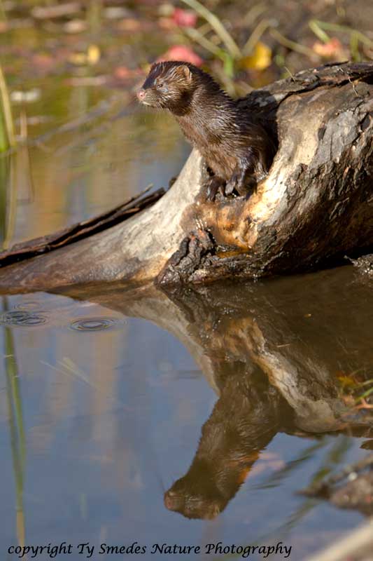 Mink Reflection