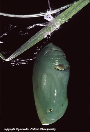 Monarch Chrysalis on Little Bluestem