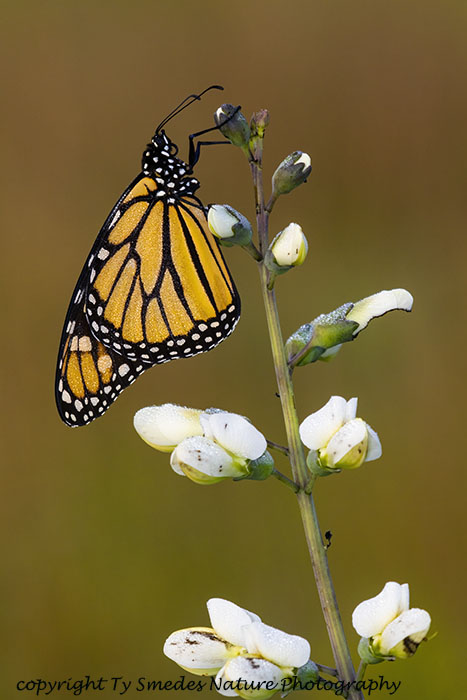 Monarch Butterfly on White Indigo Bloom