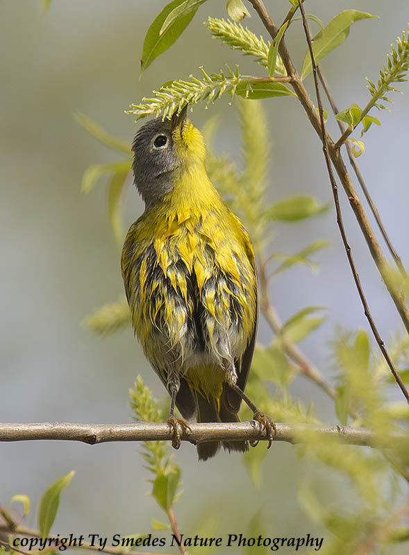 A Nashville Warbler has just bathed and is looking for larva