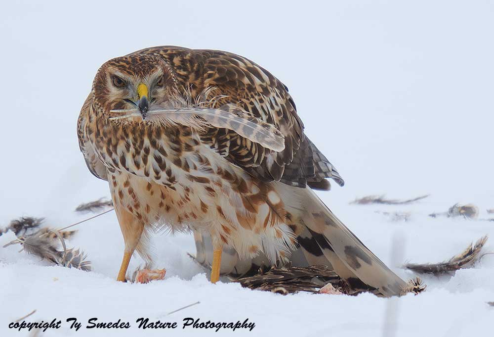 Northern Harrier (female) eating Pheasant