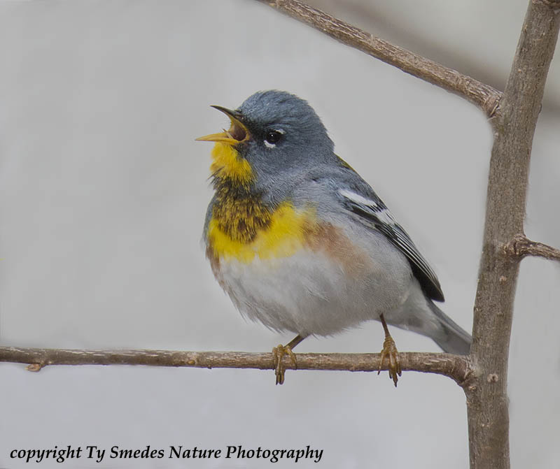 A singing male Northern Parula