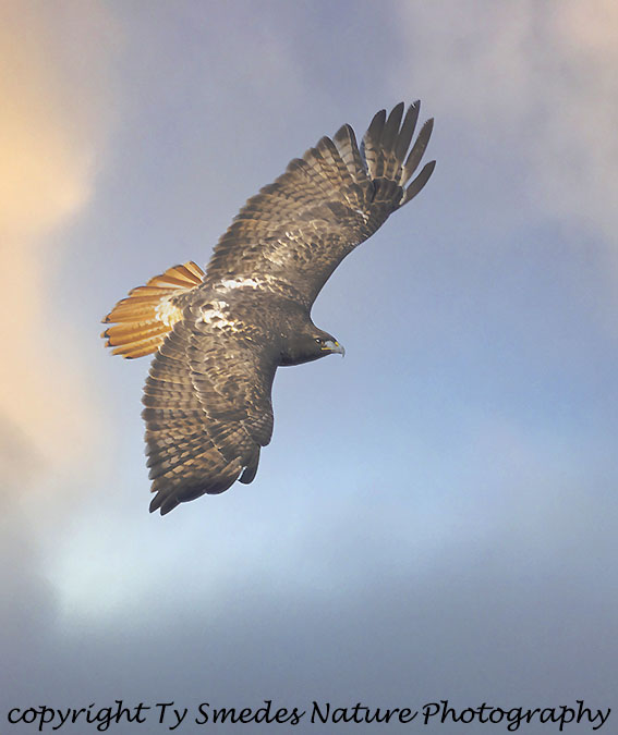 Northern Redtailed Hawk Adult
