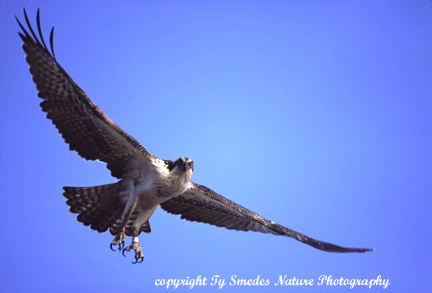 Soaring Osprey