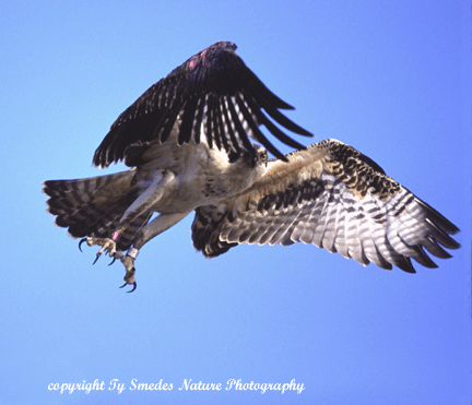Osprey Takeoff