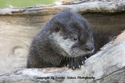 Baby Otter on log