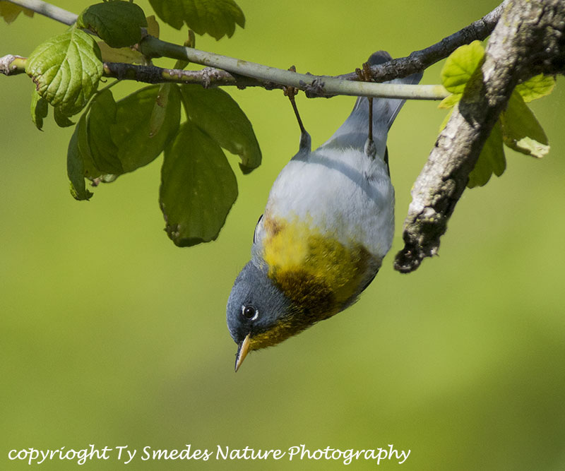 Northern Parula Male hanging upside-down
