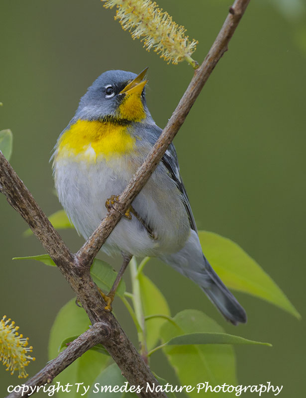 A singing male Northern Parula
