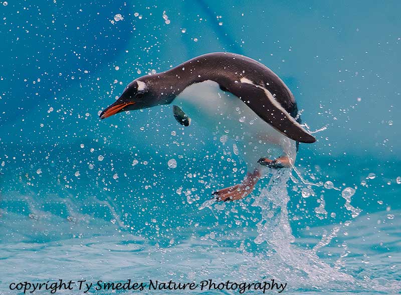 Gentoo Penguin leaping onto grounded Iceberg, Danco Island, Antarctic Peninsula