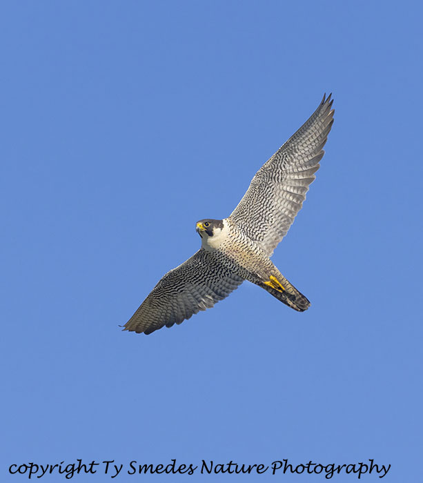 Peregrine Falcon (Anatum Subspecies)