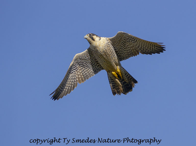 Peregrine Falcon (Tundrius(Arctic)) subspecies