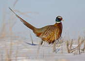 Ring-necked Pheasant in Snow
