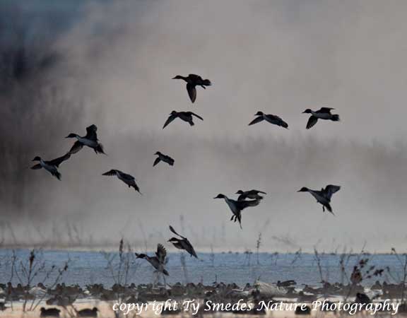 Pintails in pre-dawn fog