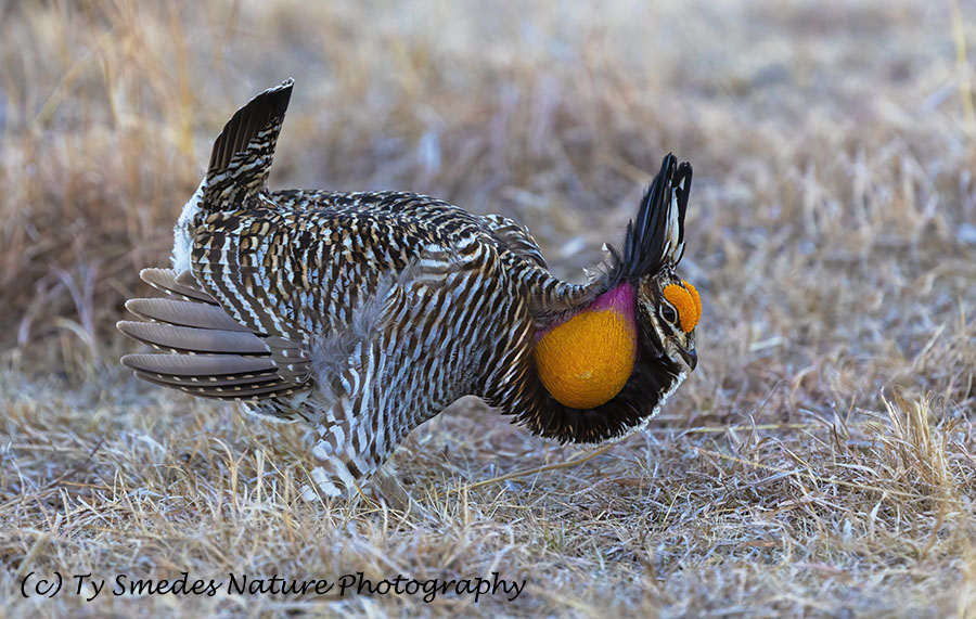 Male Prairie Chicken Displaying on Lek