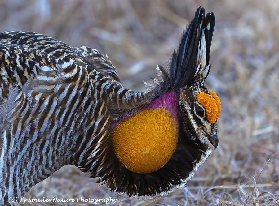 Male Prairie Chicken Displaying on Lek