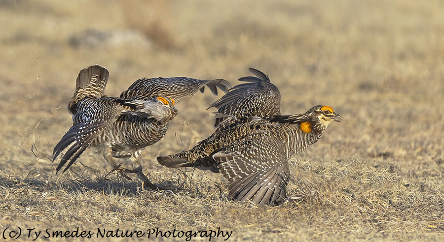 Prairie Chicken & Beak Full of Feathers