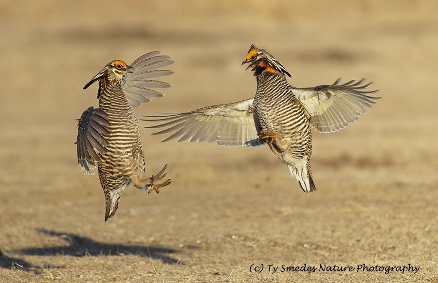Male Prairie Chickens Fighting on Lek