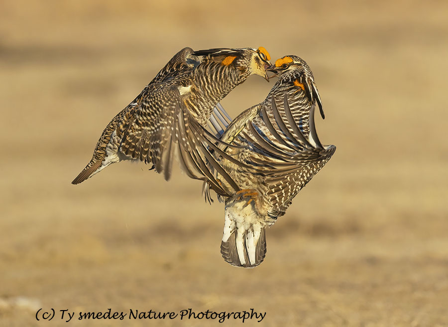 Male Prairie Chickens Fighting on Lek