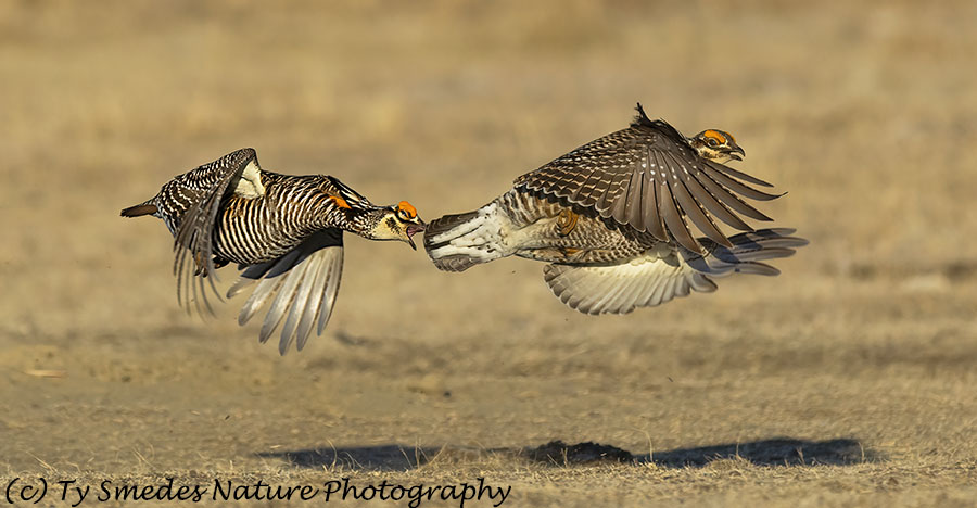 Male Prairie Chicken Chasing Another