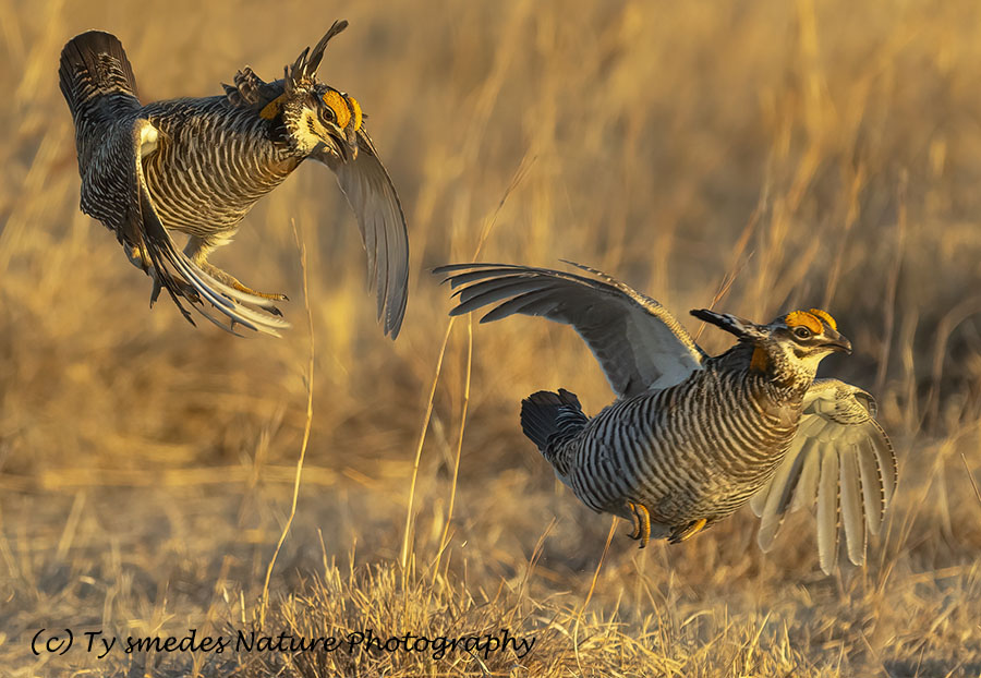 Male Prairie Chickens Fighting on Lek
