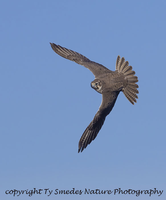 Prairie Falcon Diving for Prey