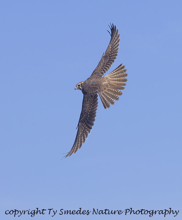 Prairie Falcon Diving for Prey