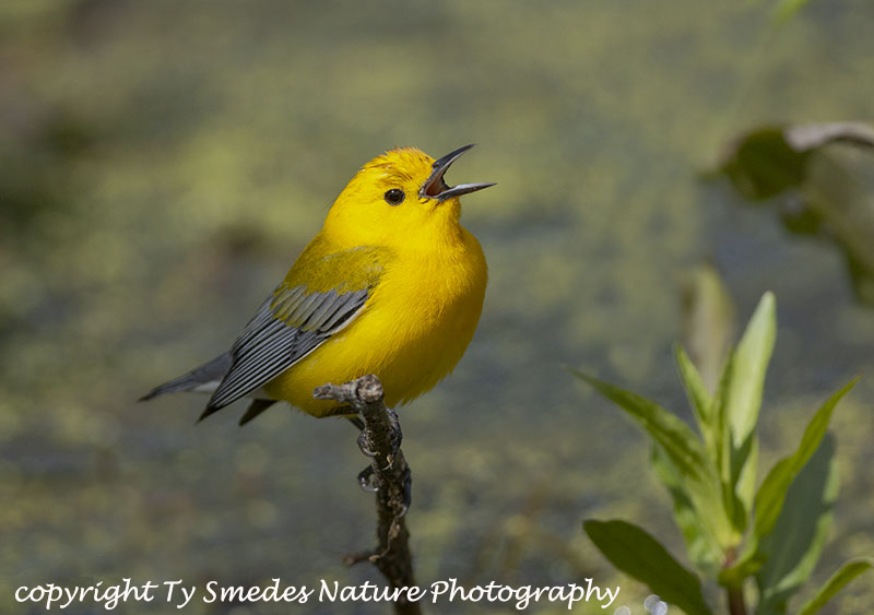 Male Prothonotary Warbler Singing