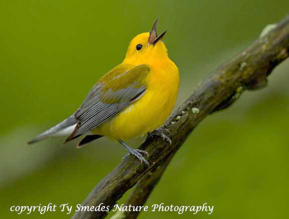 Singing Prothonotary Warbler