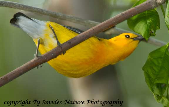 Prothonotary Warbler stretching for an insect