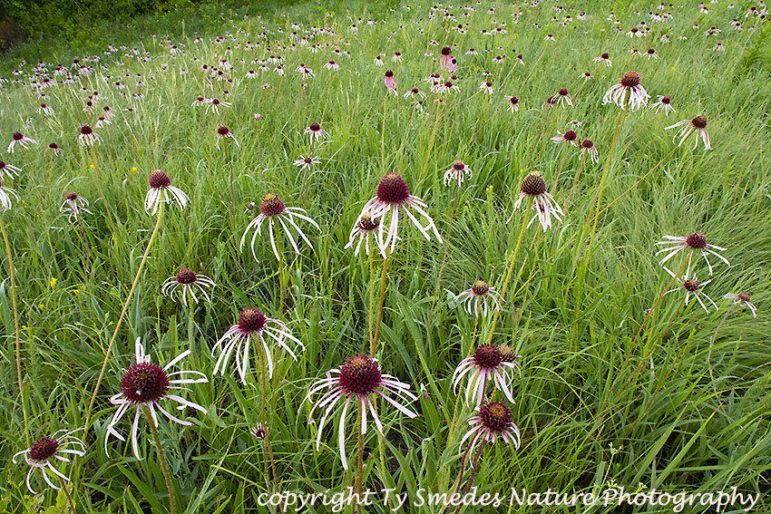 Pale Purple Coneflower