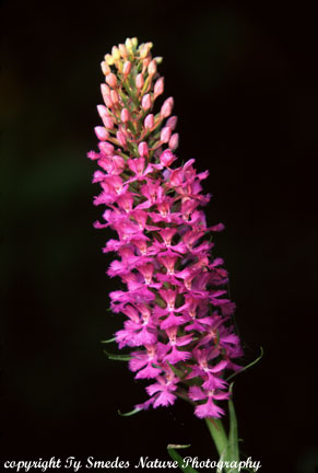 Purple Fringed Orchid, northern Iowa