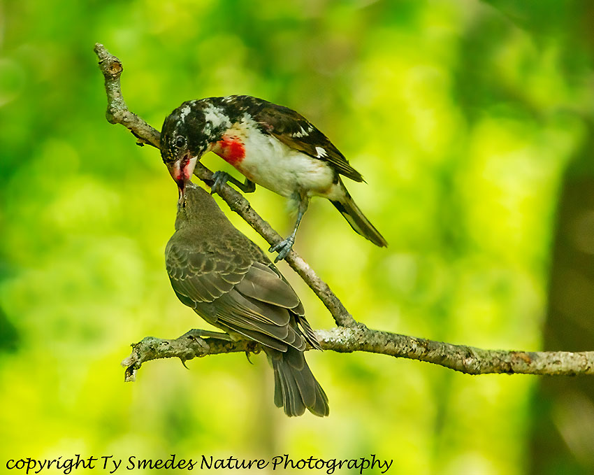 Rose-breasted Grosbeak Feeding Cowbird Fledgling
