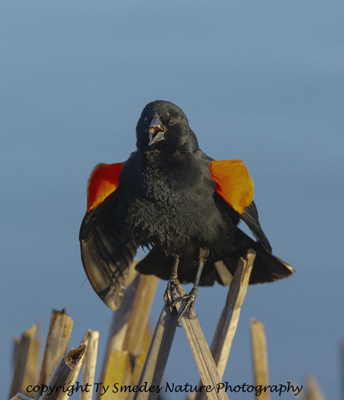 Redwing Blackbird Displaying