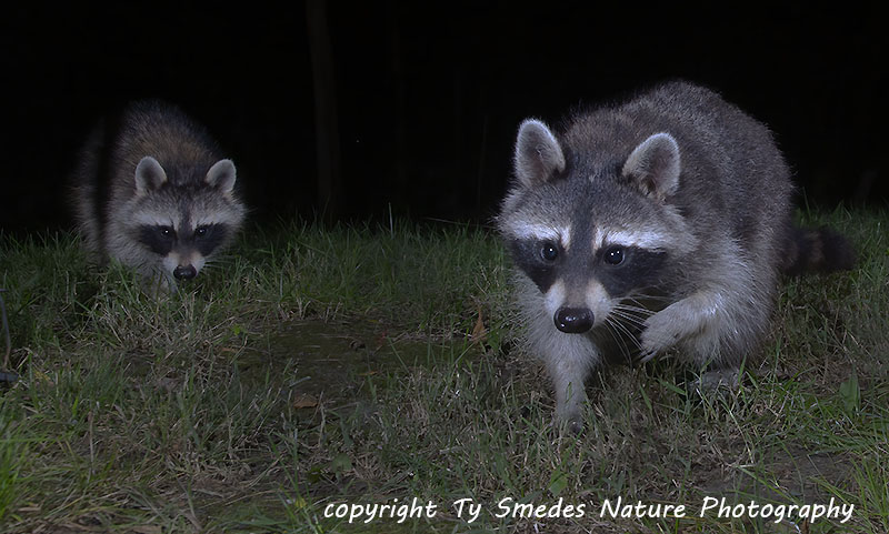 Raccoon Pair