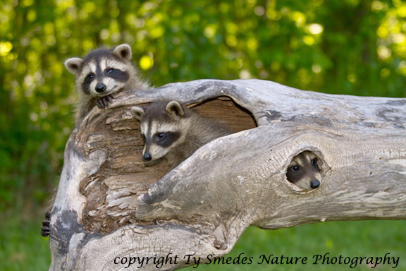 Raccoon babies in log