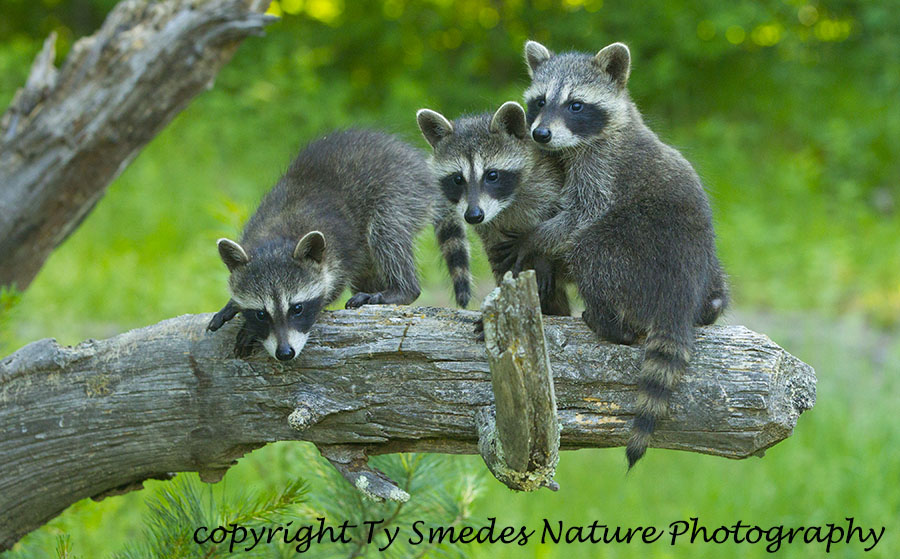 Three Raccoon babies exploring on a log