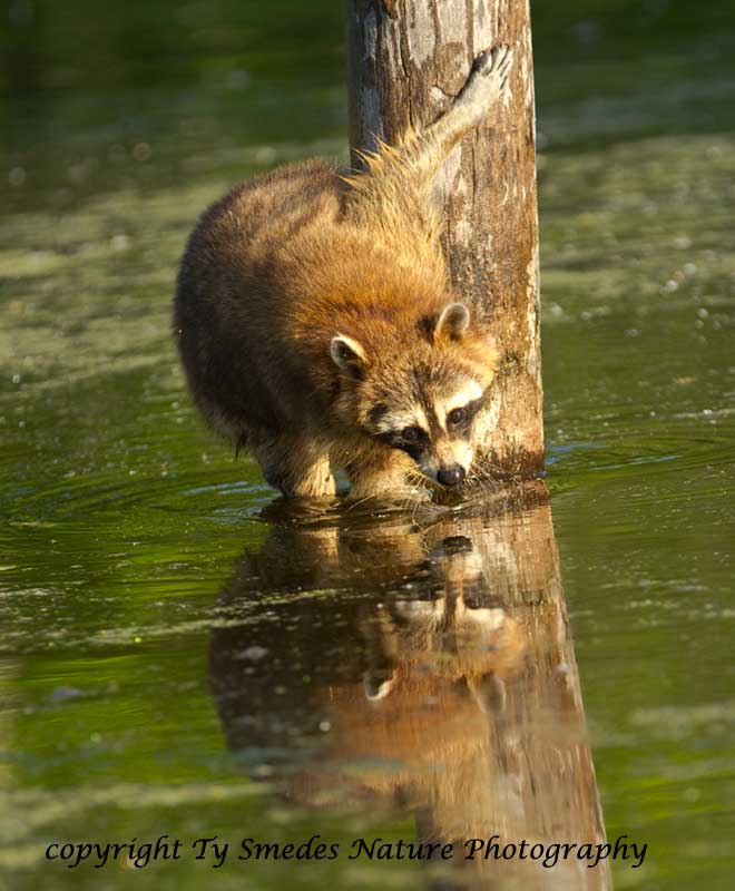 Raccoon Reflection