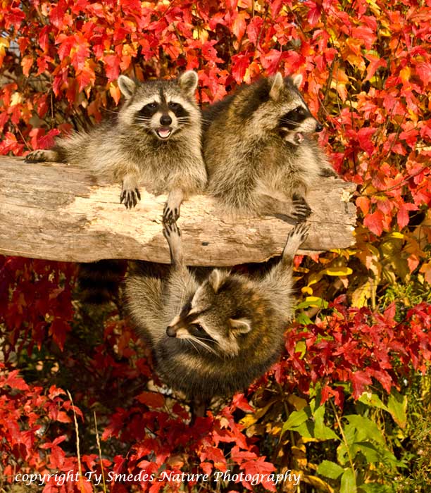 Three Raccoons on Log