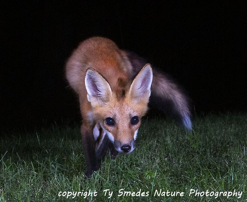 Red Fox in Summer coat